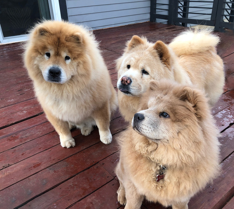 Janice_chow-chows