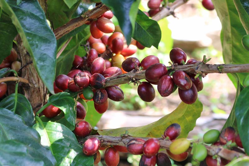 Why Some Coffee Tastes Better – And How Modern Kitchens Are Catching Up